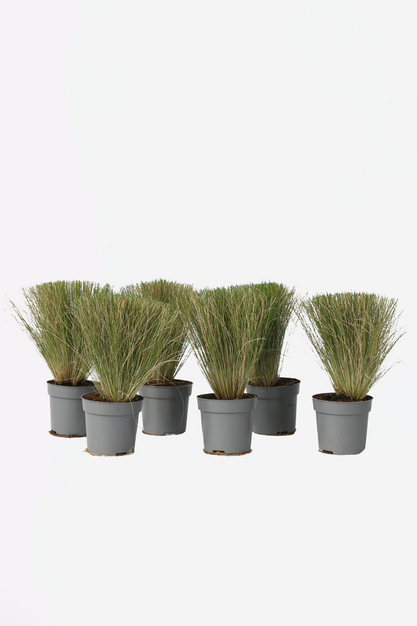 Lot De 6 Stipa « Queue De Cheval » – Plante D’Extérieur