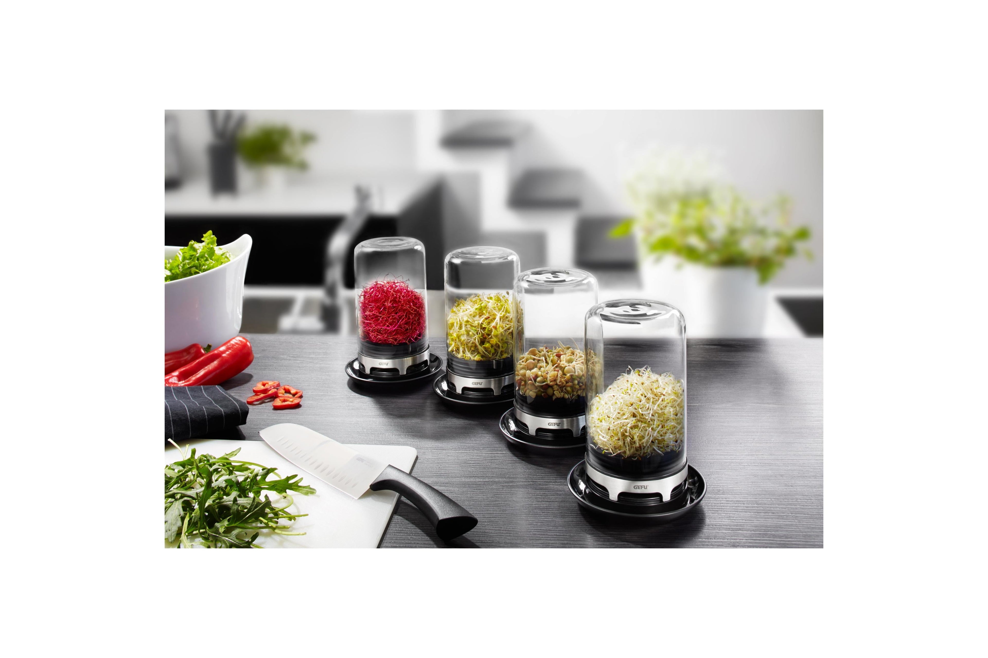 Bivita - Mini-Serre En Verre Pour Jeunes Pousses - Noir/Argent