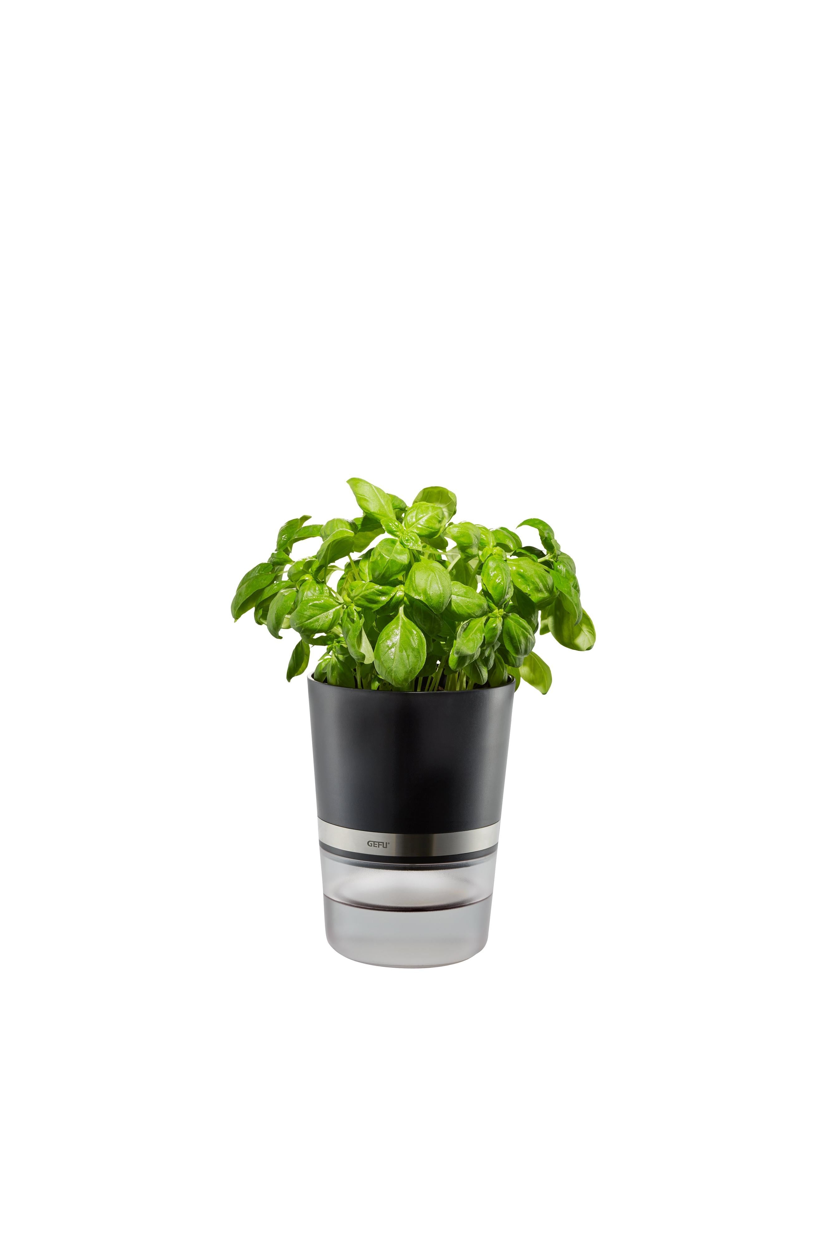 Botanico - Pot D’Herbes Aromatiques - Noir/Transparent