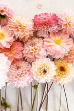 Lot De 3 Dahlias Break Out Xl – Plante D’Extérieur