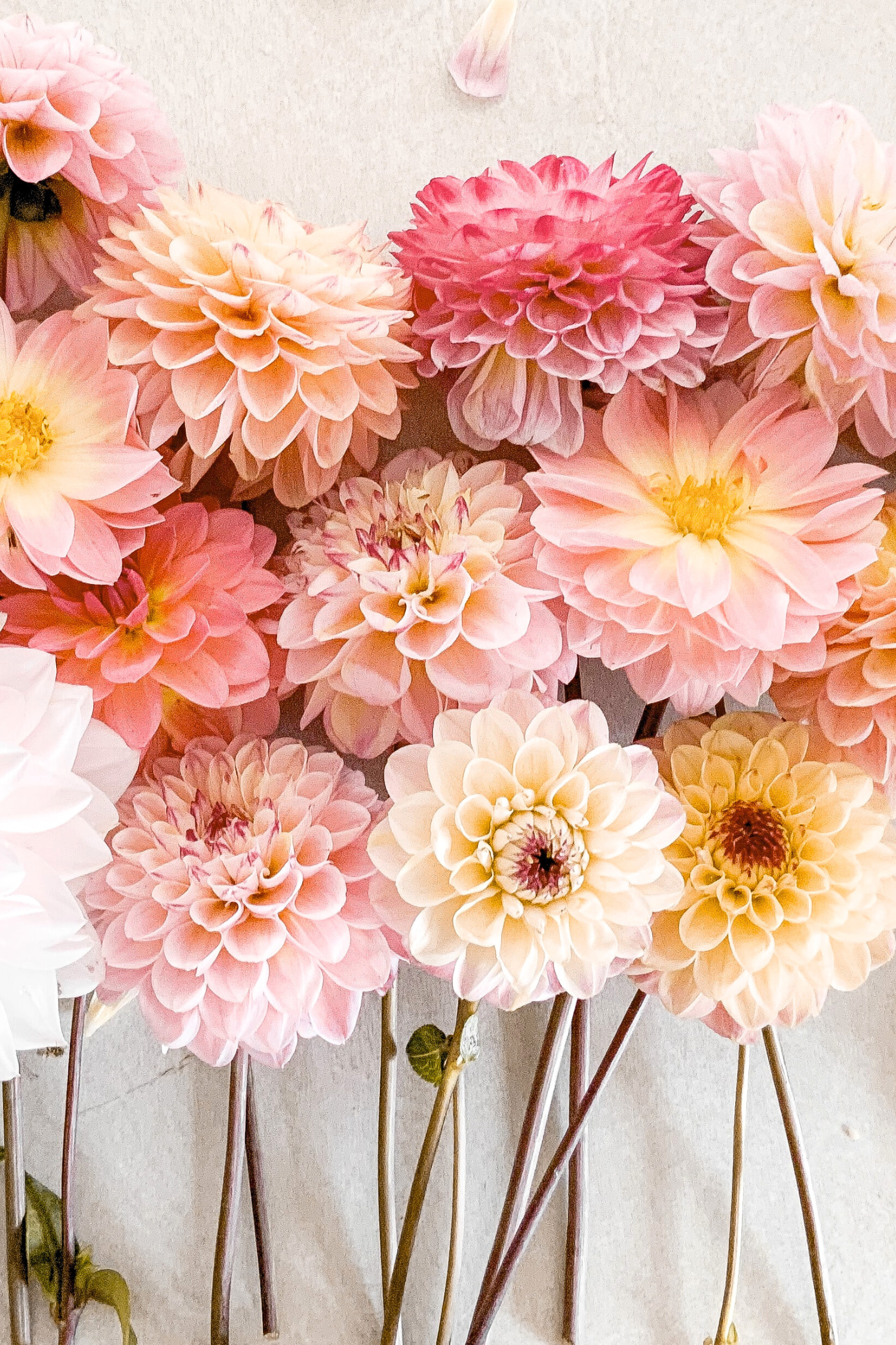 Lot De 3 Dahlias Break Out Xl – Plante D’Extérieur
