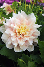 Lot De 3 Dahlias Break Out Xl – Plante D’Extérieur