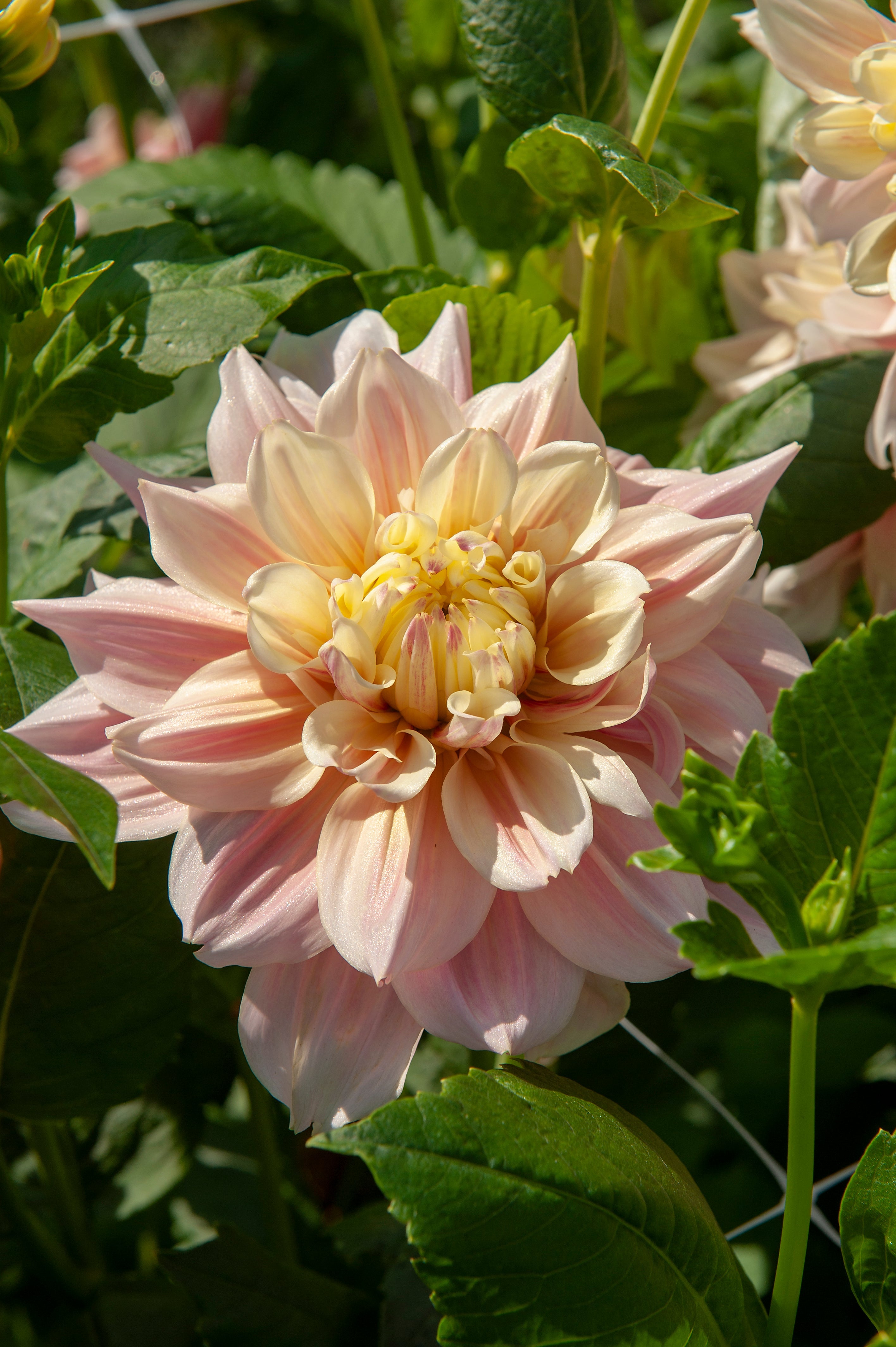 Lot De 3 Dahlias Break Out Xl – Plante D’Extérieur