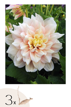 Lot De 3 Dahlias Break Out Xl – Plante D’Extérieur