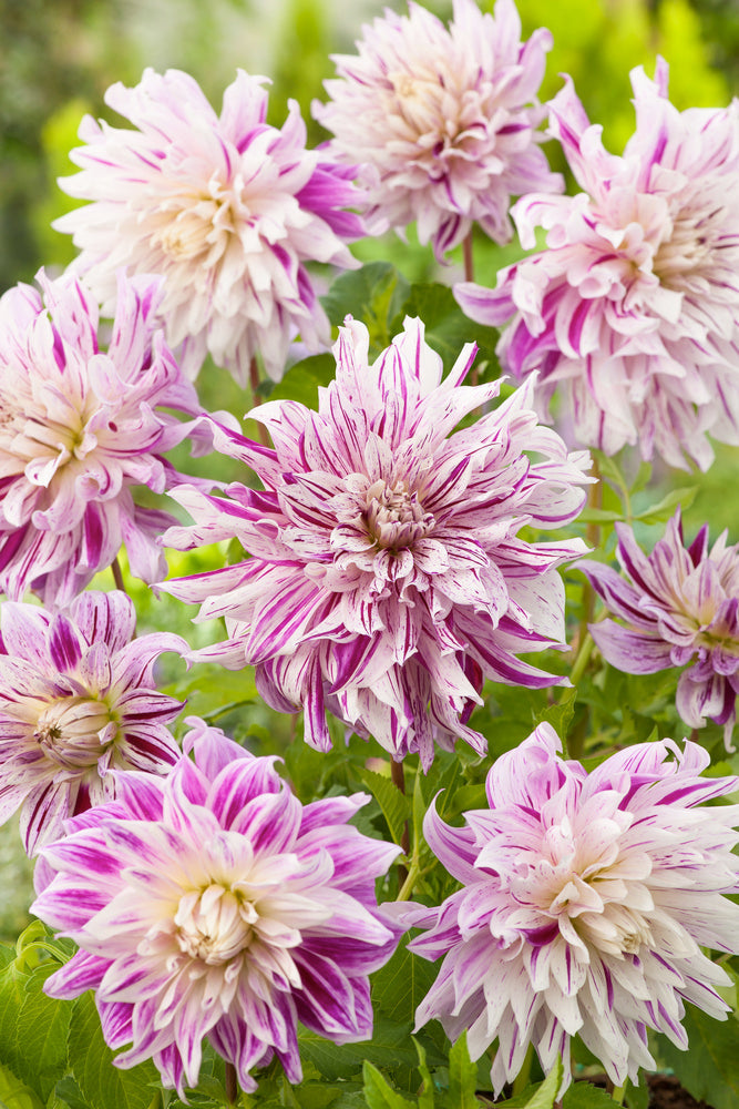 Lot De 3 Dahlias Bristol Stripe Xl – Plante D’Extérieur