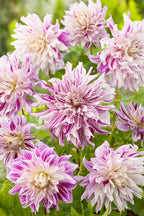 Lot De 3 Dahlias Bristol Stripe Xl – Plante D’Extérieur