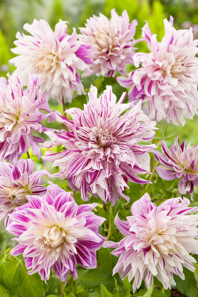 Lot De 3 Dahlias Bristol Stripe Xl – Plante D’Extérieur