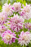 Lot De 3 Dahlias Bristol Stripe Xl – Plante D’Extérieur