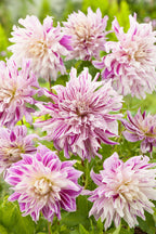 Lot De 3 Dahlias Bristol Stripe Xl – Plante D’Extérieur
