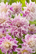 Lot De 3 Dahlias Bristol Stripe Xl – Plante D’Extérieur