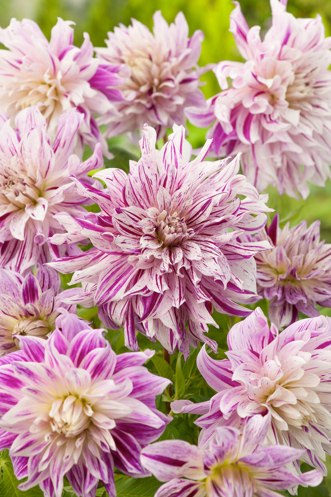 Lot De 3 Dahlias Bristol Stripe Xl – Plante D’Extérieur