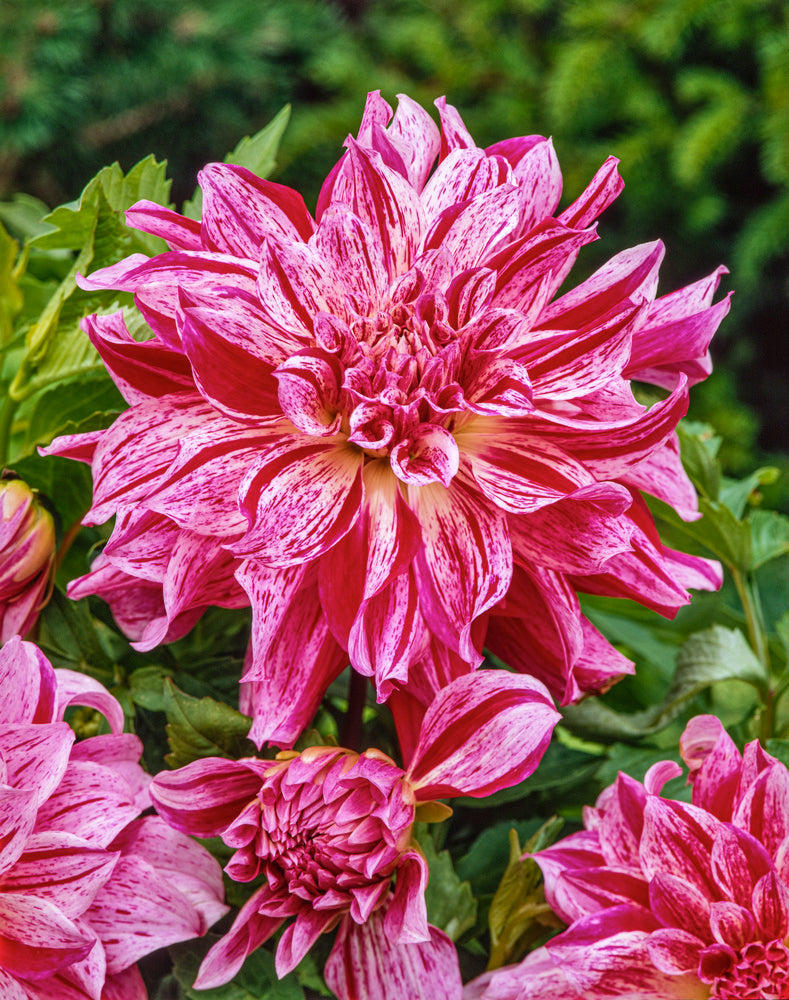 Lot De 3 Dahlias Bristol Stripe Xl – Plante D’Extérieur