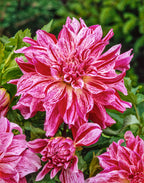 Lot De 3 Dahlias Bristol Stripe Xl – Plante D’Extérieur