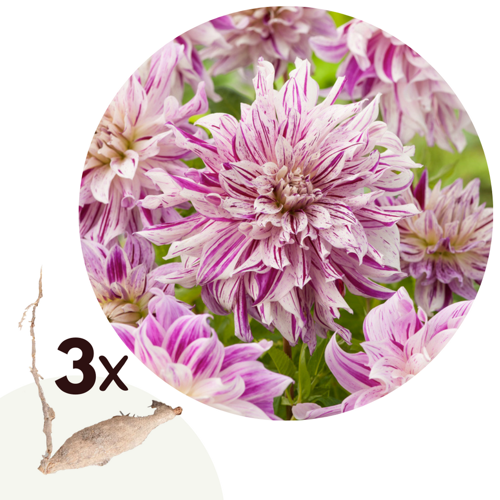 Lot De 3 Dahlias Bristol Stripe Xl – Plante D’Extérieur