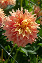 Lot De 3 Dahlias Tyrell Xl – Plante D’Extérieur