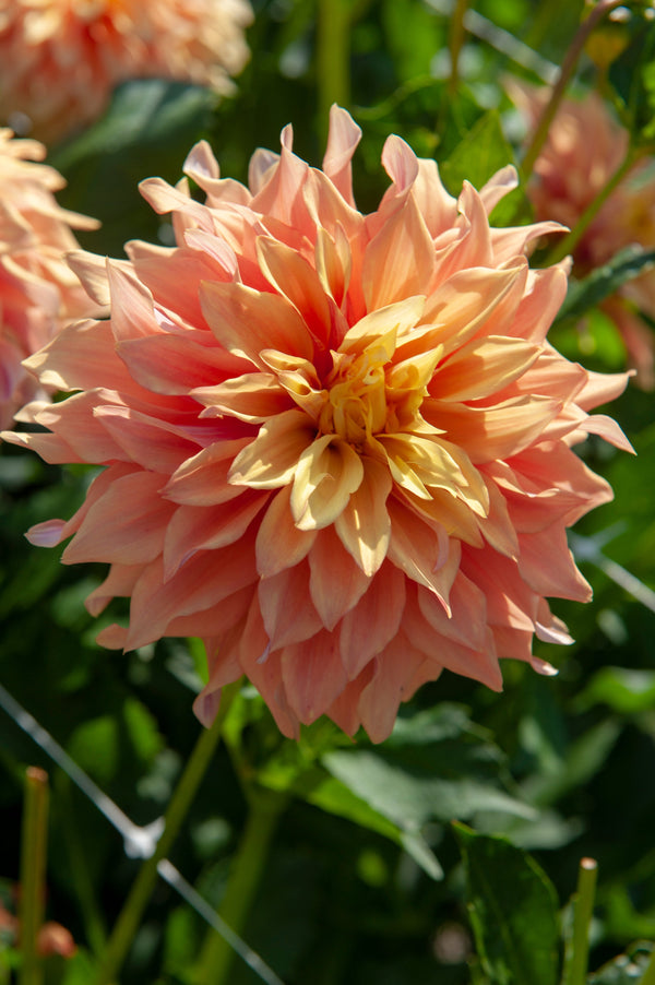 Lot De 3 Dahlias Tyrell Xl – Plante D’Extérieur