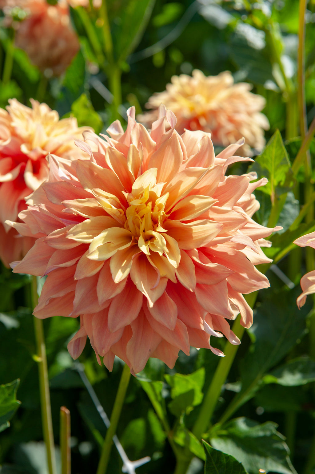 Lot De 3 Dahlias Tyrell Xl – Plante D’Extérieur