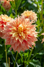 Lot De 3 Dahlias Tyrell Xl – Plante D’Extérieur