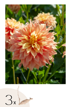 Lot De 3 Dahlias Tyrell Xl – Plante D’Extérieur