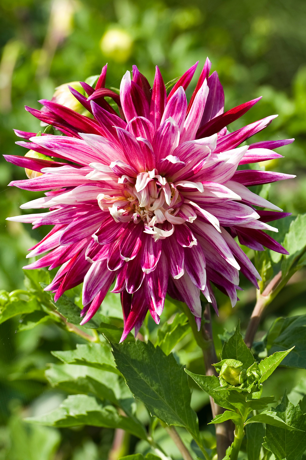Lot De 3 Dahlias Vancouver Xl – Plante D’Extérieur