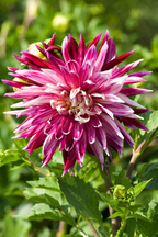 Lot De 3 Dahlias Vancouver Xl – Plante D’Extérieur