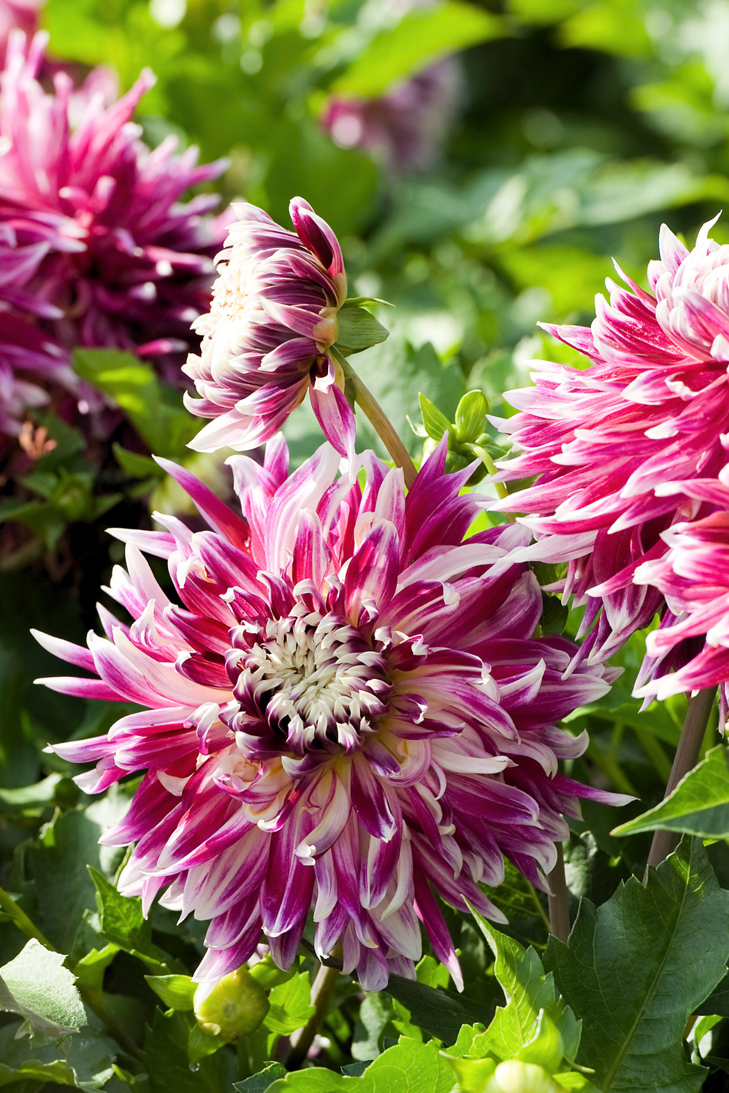Lot De 3 Dahlias Vancouver Xl – Plante D’Extérieur