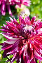 Lot De 3 Dahlias Vancouver Xl – Plante D’Extérieur