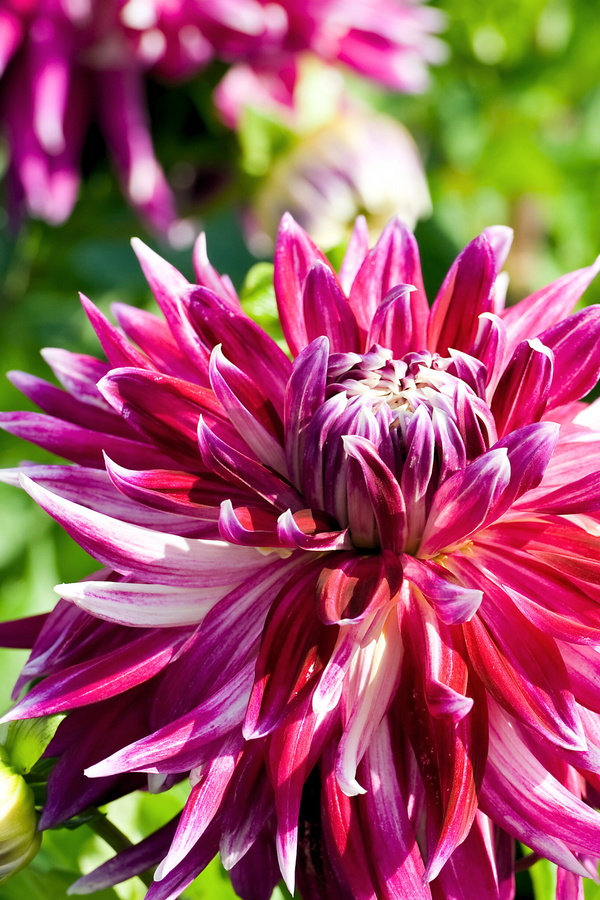 Lot De 3 Dahlias Vancouver Xl – Plante D’Extérieur