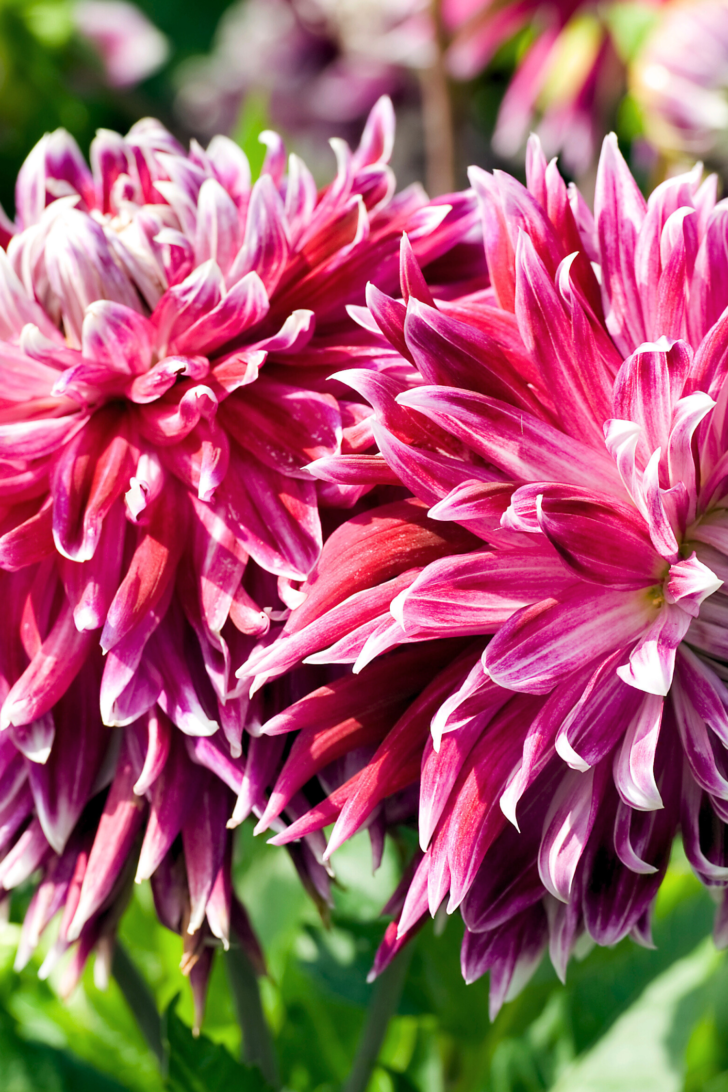 Lot De 3 Dahlias Vancouver Xl – Plante D’Extérieur