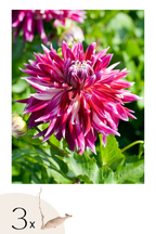 Lot De 3 Dahlias Vancouver Xl – Plante D’Extérieur