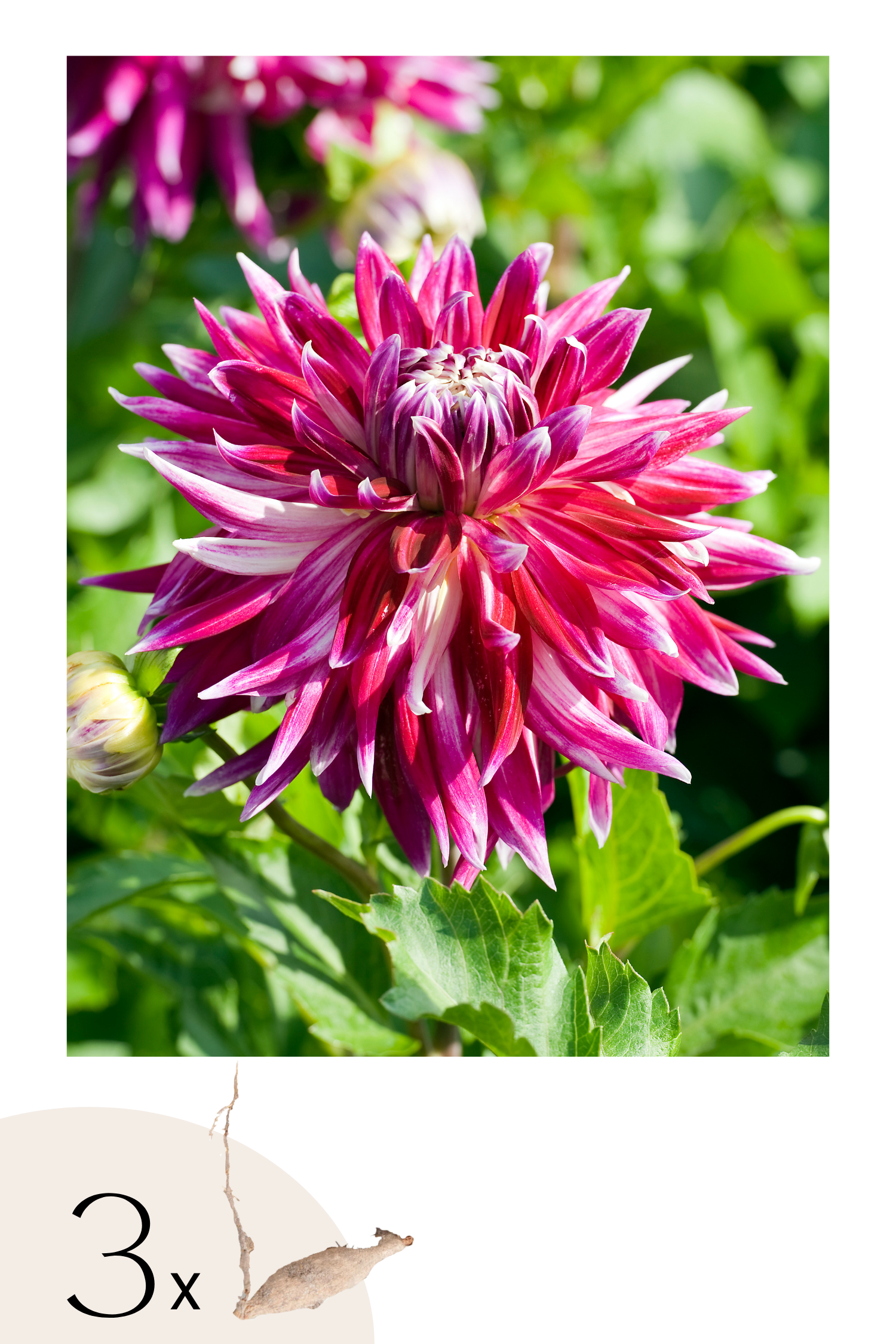 Lot De 3 Dahlias Vancouver Xl – Plante D’Extérieur