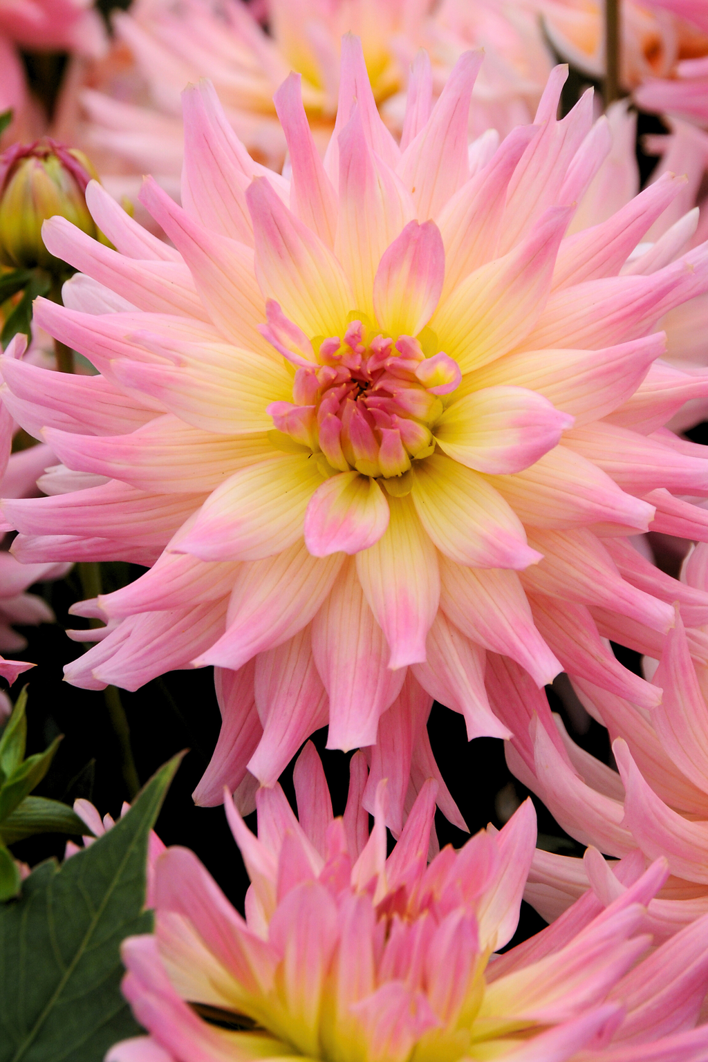 Lot De 3 Dahlias Melody Gipsy – Plante D’Extérieur