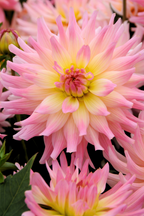 Lot De 3 Dahlias Melody Gipsy – Plante D’Extérieur