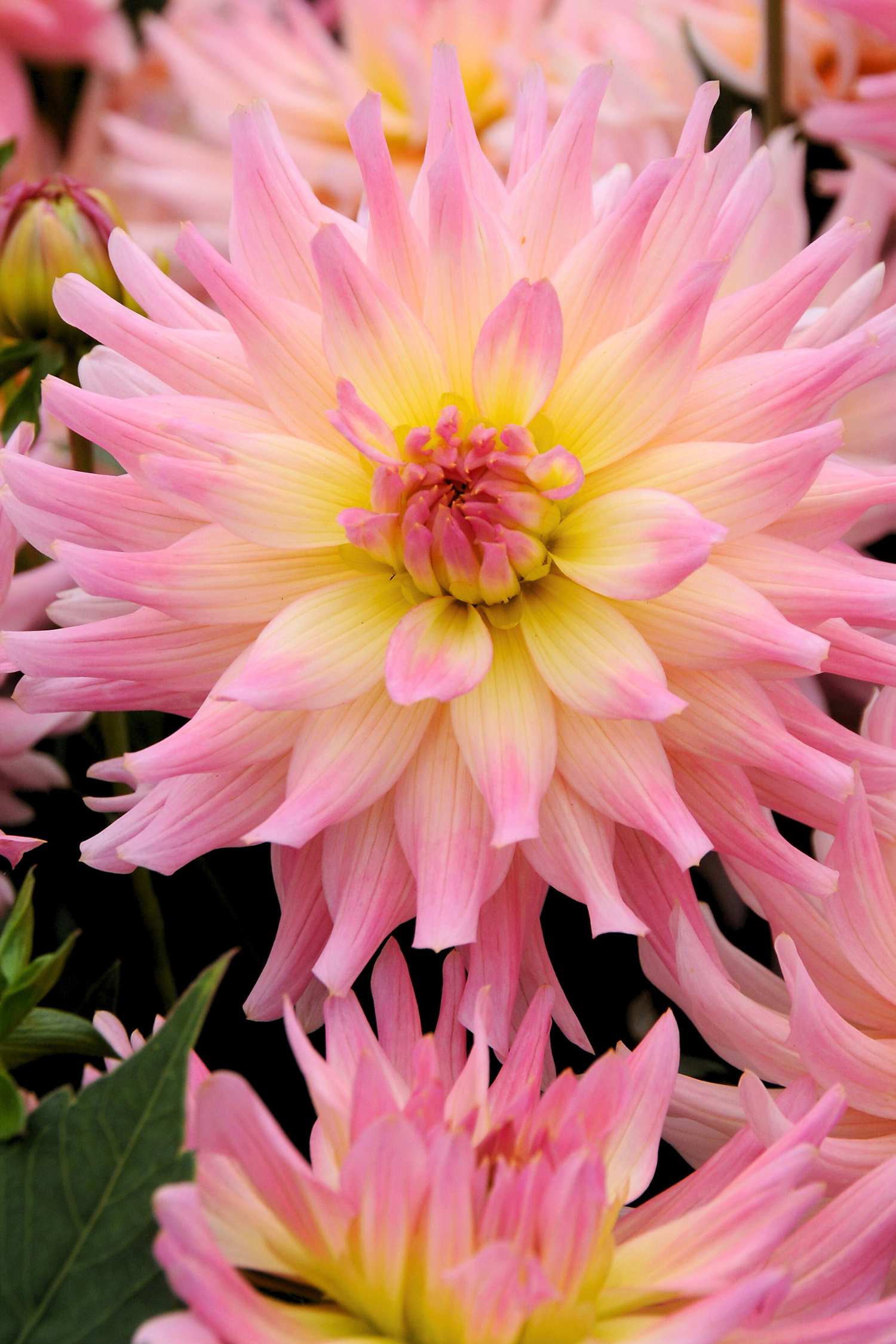 Lot De 3 Dahlias Melody Gipsy – Plante D’Extérieur