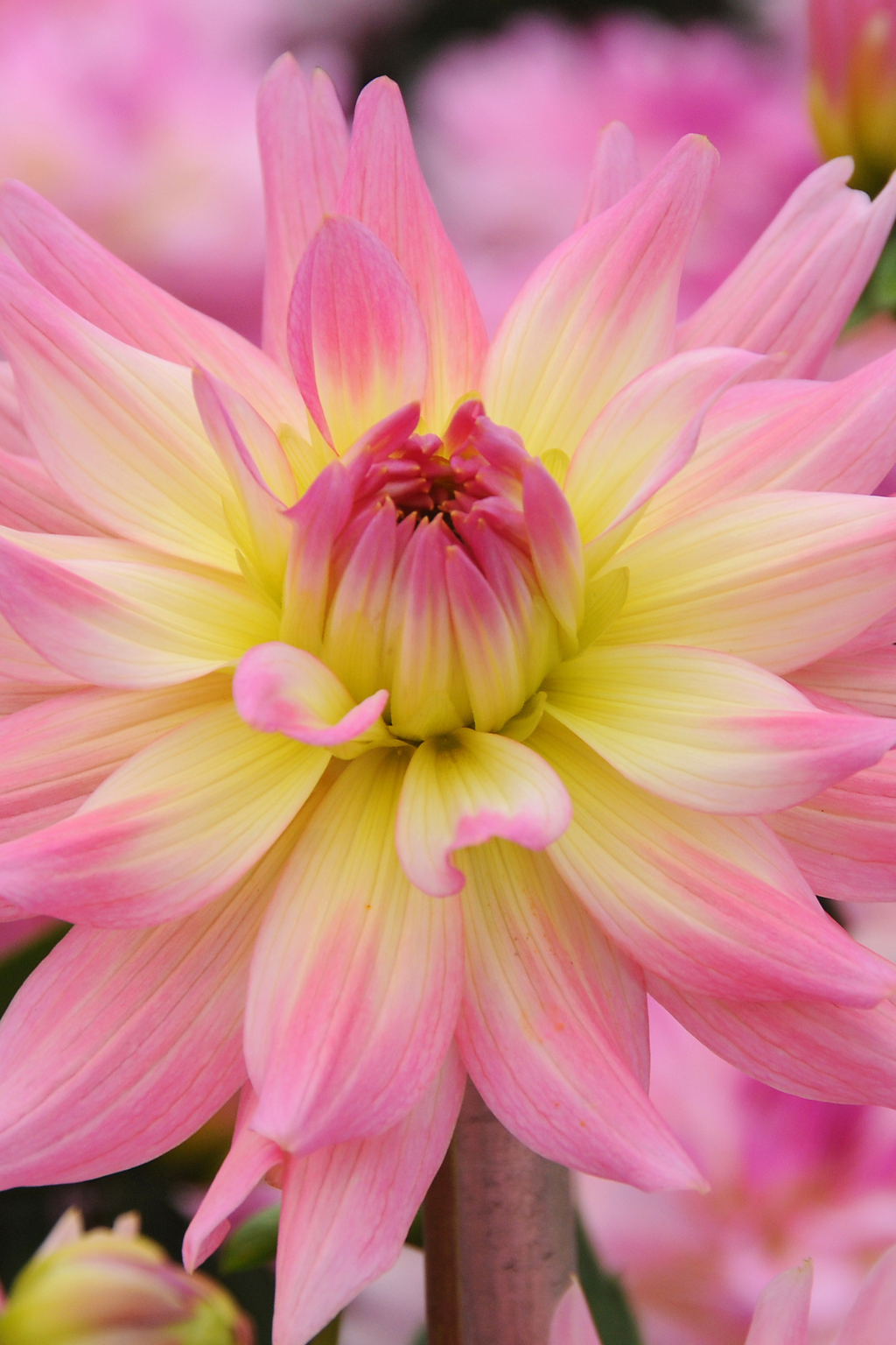 Lot De 3 Dahlias Melody Gipsy – Plante D’Extérieur