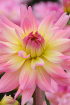 Lot De 3 Dahlias Melody Gipsy – Plante D’Extérieur