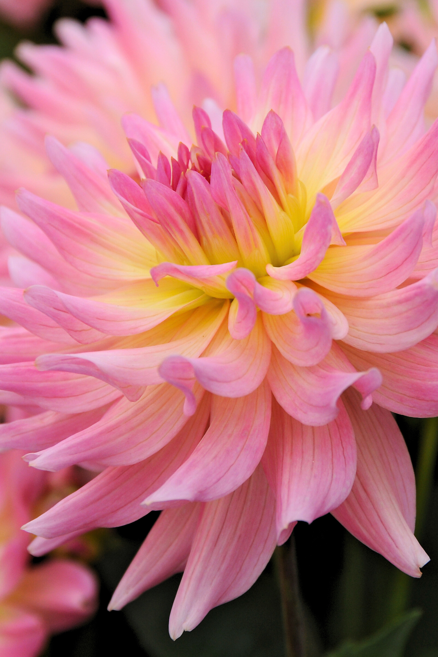 Lot De 3 Dahlias Melody Gipsy – Plante D’Extérieur