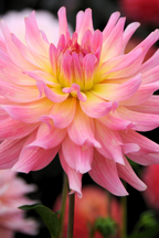 Lot De 3 Dahlias Melody Gipsy – Plante D’Extérieur