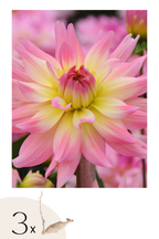 Lot De 3 Dahlias Melody Gipsy – Plante D’Extérieur