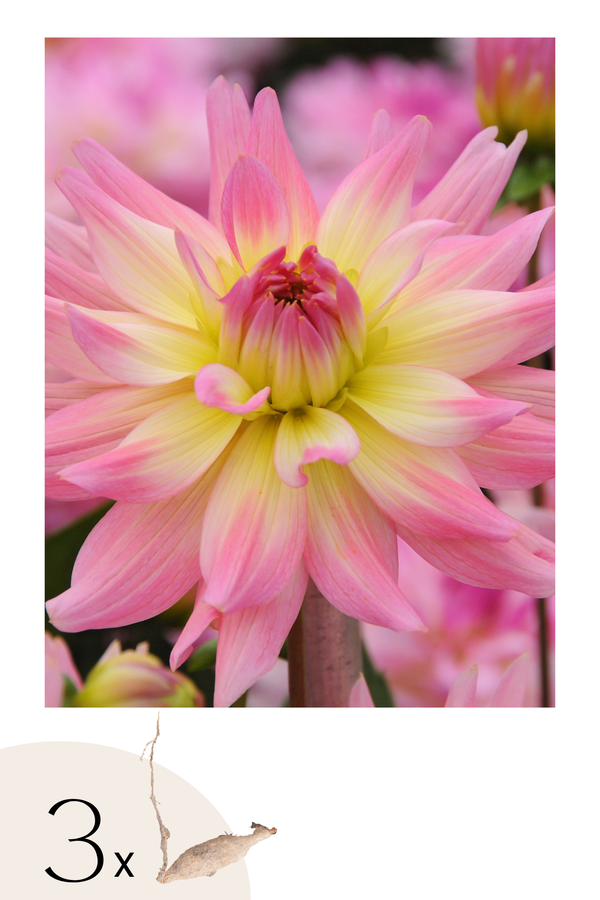 Lot De 3 Dahlias Melody Gipsy – Plante D’Extérieur