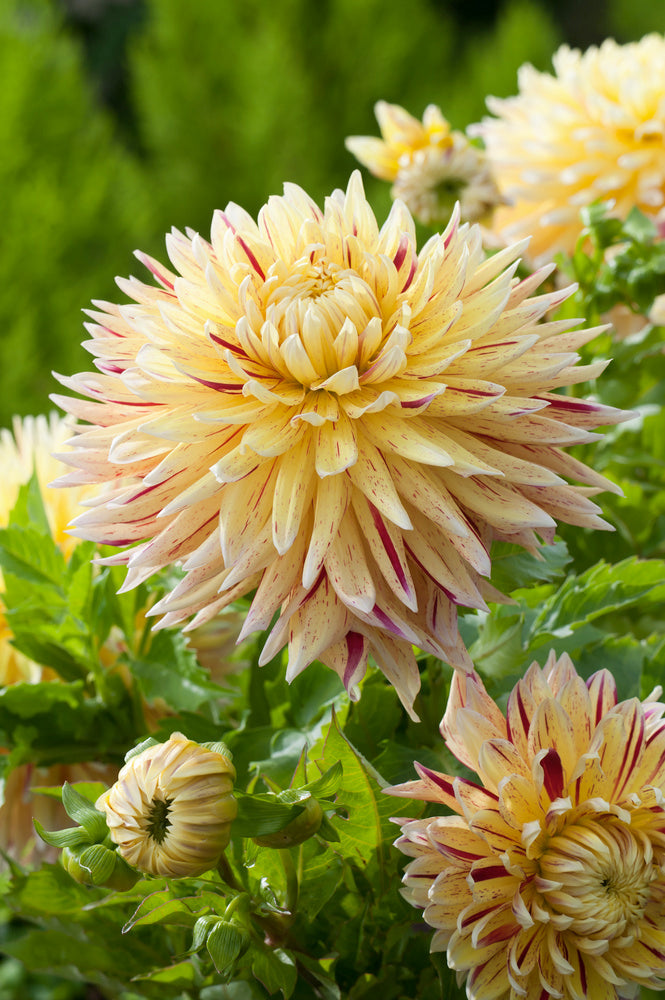 Lot De 3 Dahlias Cambridge – Plante D’Extérieur