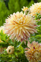 Lot De 3 Dahlias Cambridge – Plante D’Extérieur