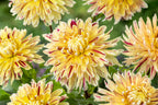 Lot De 3 Dahlias Cambridge – Plante D’Extérieur