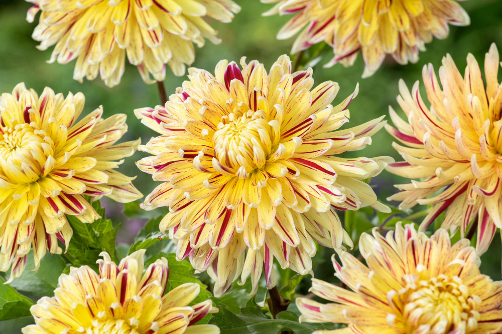 Lot De 3 Dahlias Cambridge – Plante D’Extérieur