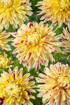 Lot De 3 Dahlias Cambridge – Plante D’Extérieur