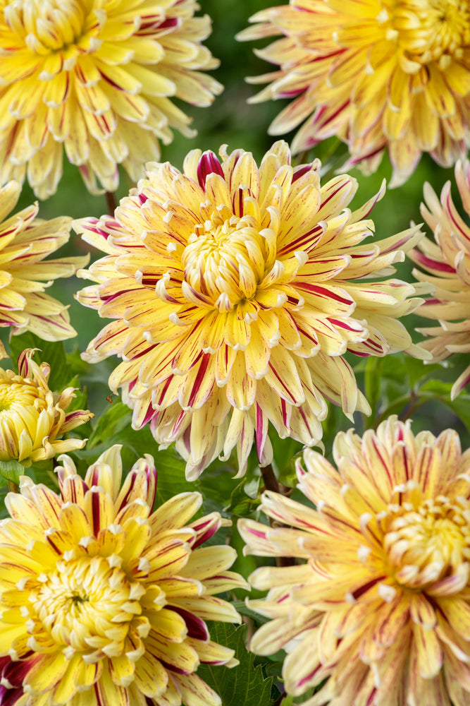 Lot De 3 Dahlias Cambridge – Plante D’Extérieur