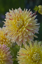 Lot De 3 Dahlias Cambridge – Plante D’Extérieur