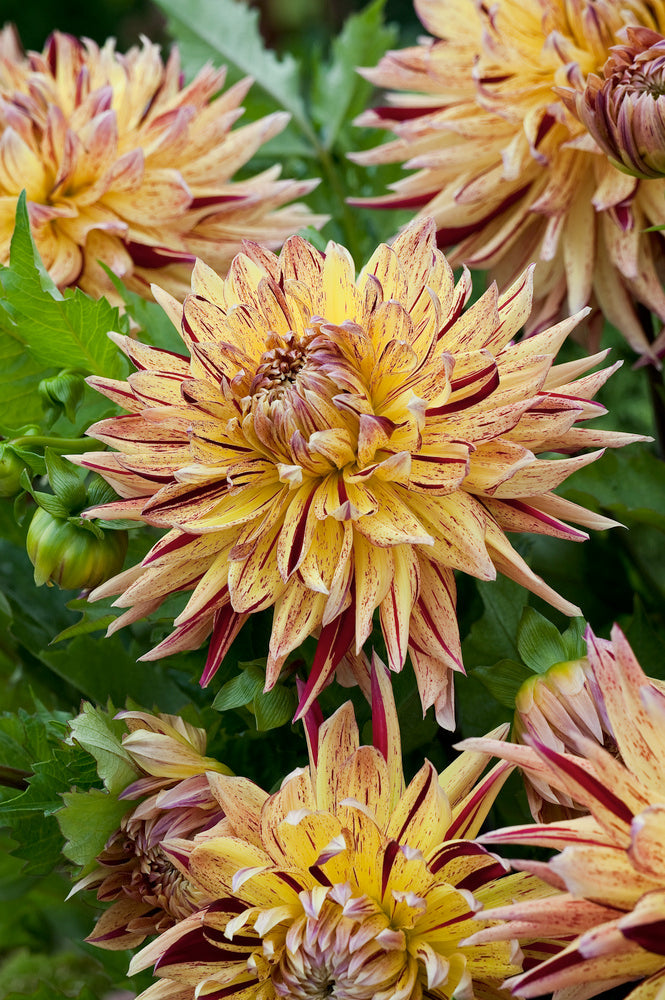 Lot De 3 Dahlias Cambridge – Plante D’Extérieur