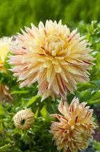 Lot De 3 Dahlias Cambridge – Plante D’Extérieur