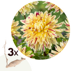 Lot De 3 Dahlias Cambridge – Plante D’Extérieur